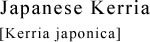 Japanese Kerria