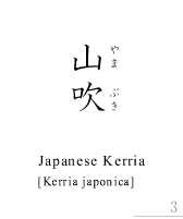 R_JapaneseKerria