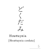 ǂ_Houttuynia